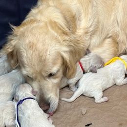Molly - Golden Retriever