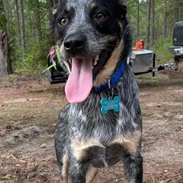 Australian Cattle Dogs from Rusty Blue Dog Farm