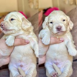Willie - Cream male Dachshund puppy in Hornbeck, Louisiana from A&Z Mini Dachshunds