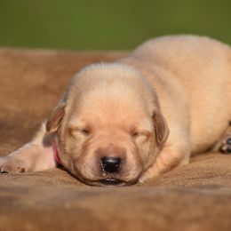 Pink collar - Yellow female Labrador Retriever puppy in Gober, Texas from Trigger Time Kennels