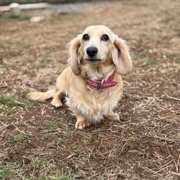 Olive - Dachshund