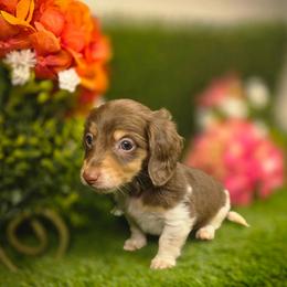 Hershey - Piebald male Dachshund puppy in Buckeye, Arizona from Duran Dachshunds