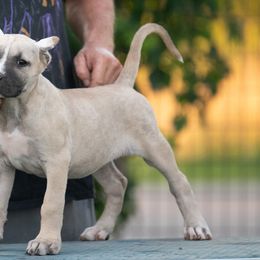 Fawn girl - Fawn female Perro de Presa Canario puppy in Leitchfield, Kentucky from Rey Gladiador Presa Canario