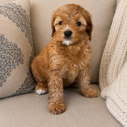 Patty - Red female Bernedoodle puppy in Yuciapa, California from AlltheDoodlez_