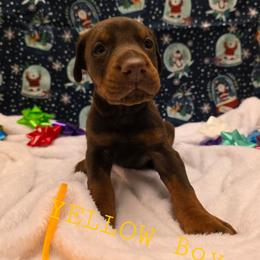 Yellow - Red and rust male Doberman Pinscher puppy in Knox, Indiana from Double River Dobermans