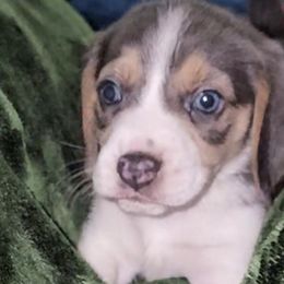 Beagles from Bautista's Beagles