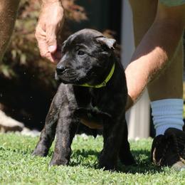 Yellow Collar - Tiger female Perro de Presa Canario puppy in Pocahontas, Illinois from Cabeza Grande Kennel
