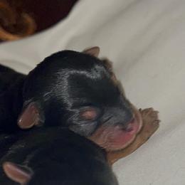 Cinder - Black and gold female Yorkshire Terrier puppy in Tyler, Texas from YorkiStars