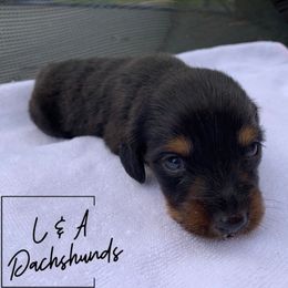Dachshund Puppies from L & A Dachshunds