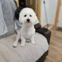 Laya - Bichon Frise
