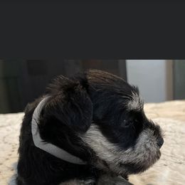 Miniature Schnauzer Puppies from Southern Charm Miniature Schnauzers
