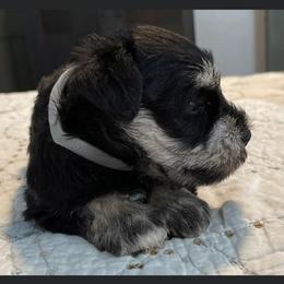 Miniature Schnauzer Puppies from Southern Charm Miniature Schnauzers