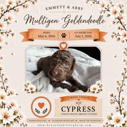 1. CYPRESS - ORANGE COLLAR BOY - Chocolate male Goldendoodle puppy in Charlo, Montana from Heavenly Hilltop Farm