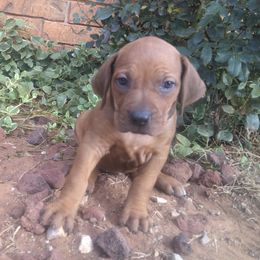 Pink - Rd whtn blk nose female Rhodesian Ridgeback puppy in Carney, Oklahoma from River Run Parson Russell terriers & River Run Ridgebacks