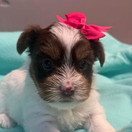 Angel - White and tan female Morkie puppy in Florence, Kentucky from 4paws4ever by Design