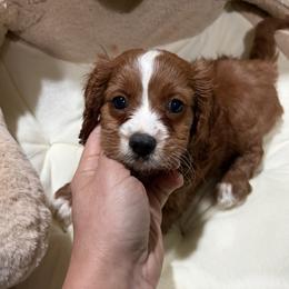 LA - Chocolate male Shih Tzu puppy in Bourne, Massachusetts from Shih Tzu Pups
