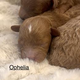 Ophelia - Red  female Poodle puppy in Lake Ann, Michigan from Riyem Wildflower Farms