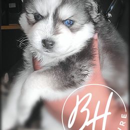 Girl 2 ( Lilli) - Black and white Pomsky puppy in Norfolk, Virginia from 'Brick'House Couture Pomskies