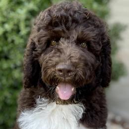 Bruno - Labradoodle puppy in Cleburne, Texas from Sugar Fig Kennel