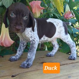 Duck - Liver roan male German Shorthaired Pointer puppy in Elberta, Alabama from Old Orchard Farm