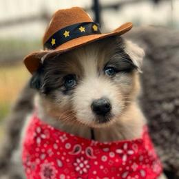 Australian Shepherd Puppies from Black Canyon Corral Aussies