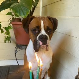Boxer All Grown Up from Sunshine Boxers 95988