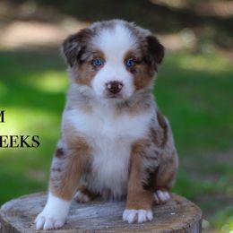 Rum - Australian Shepherd puppy in Coldwater, Michigan from Northern Star Australian Shepherds