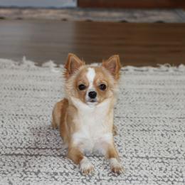 Goldie - Chihuahua