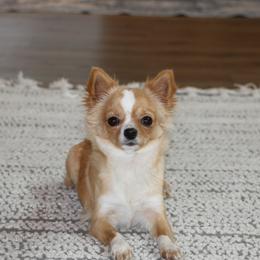 Goldie - Chihuahua