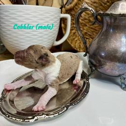 Cobbler - Merle male Labradoodle puppy in Candler, North Carolina from Maple Bakin’ Doodles