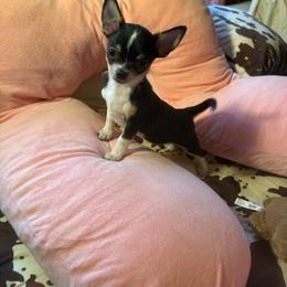 Prince - Black and white male Chihuahua puppy in Beaumont, Texas from Anastasia’s Tiny Pupps