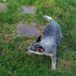 Australian Cattle Dog and Pembroke Welsh Corgi Puppies from Heelers in Texas