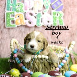 Serrano (orange collar) boy - Apricot male Goldendoodle puppy in Corona, California from Fluffy Puppy Mini Doodles LLC