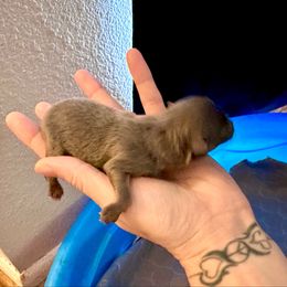 Girl 1 - Blue female Pomeranian puppy in Stroud, Oklahoma from Laik’s Little Shihtz & Poms