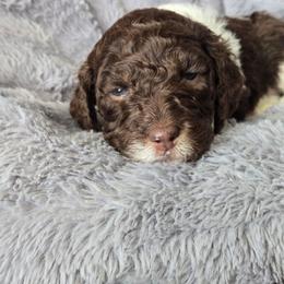 Brown Parti - Parti female Poodle puppy in Bauxite, Arkansas from Mountain Ridge Poodles