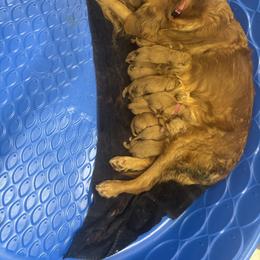Cedar - brown collar boy - Dark golden male Golden Retriever puppy in Aumsville, Oregon from Bigfoot Goldens - AKC Registered Dark Red