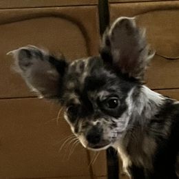 Willow - Chihuahua