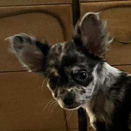 Willow - Chihuahua