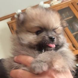Dakota - Orange sable male Pomeranian puppy in Denton, Texas from Pepplers Poms