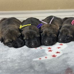 Female 3 - Sable female German Shepherd puppy in Natalia, Texas from Sudenblick German Shepherds
