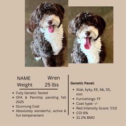 Wren - Bernedoodle