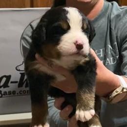 Turquoise Collar Female - Black rust and white female Bernese Mountain Dog puppy in Bristol, Tennessee from Holston Hollow Farm