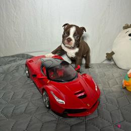 Boy 1 - Seal and white male Boston Terrier puppy in London, Kentucky from Puppy Love