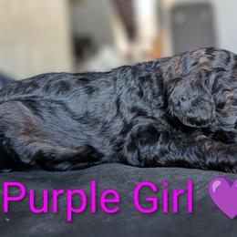 Purple Girl - Sable female Poodle puppy in Hillsboro, Illinois from Sarah's Poodles