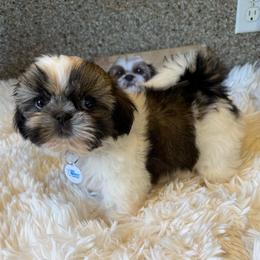 AKC Leonard - Champion Bloodline - Tricolor male Shih Tzu puppy in Long Beach, California from Prieto Shih-Tzu's