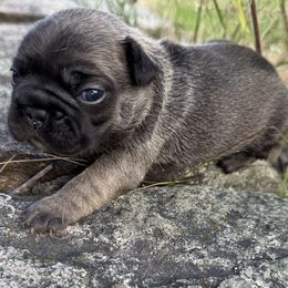 Sable Boy Male - Fawn male French Bulldog puppy in Rhode Island from Hope Valley Hounds