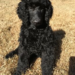 Poodle Puppies from LaFleur Poodles