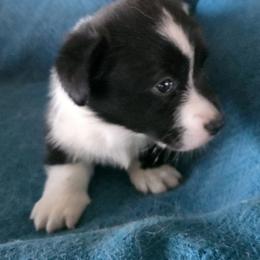 Ariel - Brindle and white female Cardigan Welsh Corgi puppy in Larsen, Wisconsin from Pondside Kennels