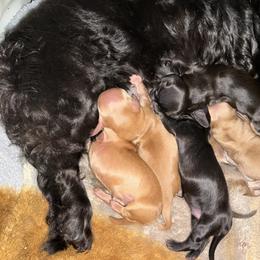 Boy 3 - male Dachshund puppy in Brockport, New York from Ryans Nursery/Ryan's Dachshunds