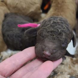 Pink Collar - Brown female Poodle puppy in Colorado Springs, Colorado from Silly's Standard Poodles